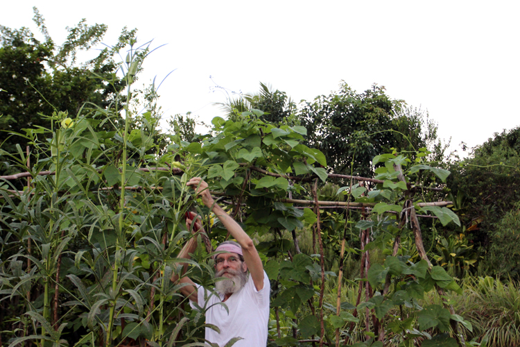 The author picking okra from his garden