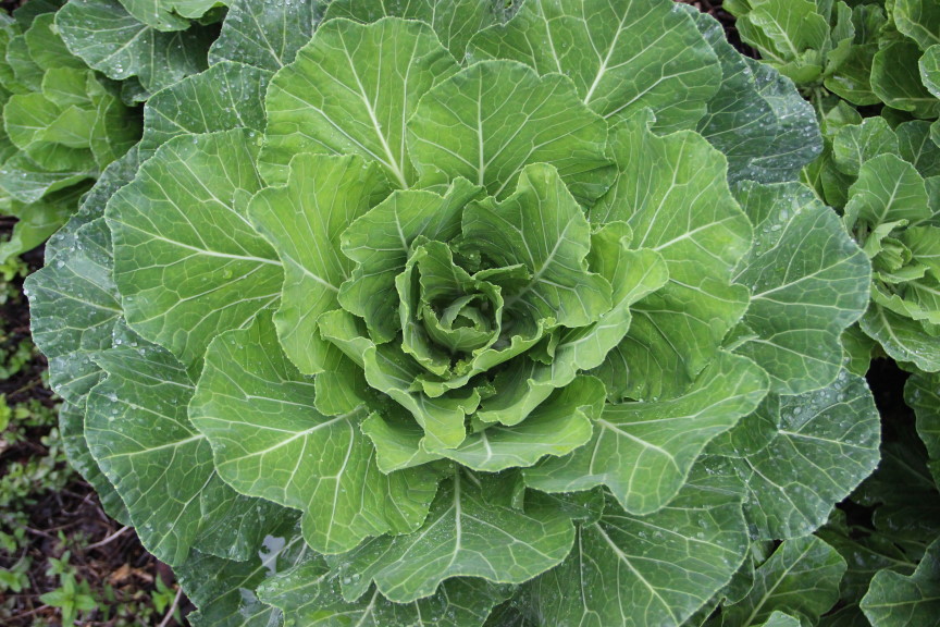 Leafy collard plant